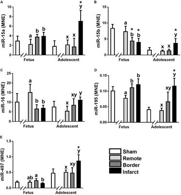 Identification of Novel miRNAs Involved in Cardiac Repair Following Infarction in Fetal and Adolescent Sheep Hearts